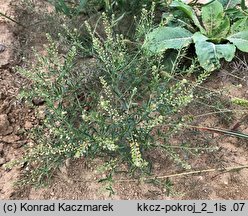 Lepidium ruderale (pieprzyca gruzowa)