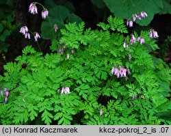 Dicentra formosa (serduszka piękne)