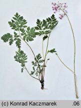 Dicentra formosa (serduszka piękne)