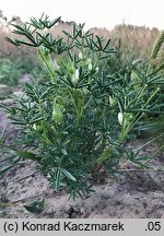 Lupinus angustifolius (łubin wąskolistny)