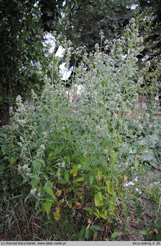 Nepeta cataria (kocimiętka właściwa)