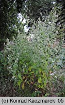 Nepeta cataria (kocimiętka właściwa)