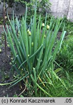 Allium fistulosum (czosnek dęty)