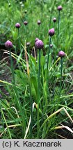 Allium schoenoprasum (czosnek szczypiorek)