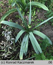 Allium cristophii (czosnek białawy)