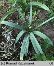 Allium christophii (czosnek białawy)