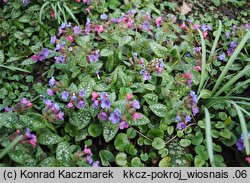 Pulmonaria officinalis (miodunka plamista)