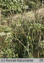 Pimpinella nigra (biedrzeniec czarny)