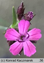 Dianthus pontederae