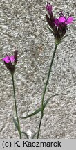 Dianthus pontederae