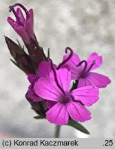 Dianthus pontederae