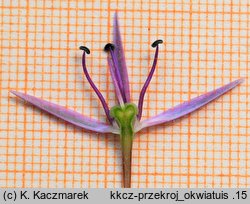 Allium cristophii (czosnek białawy)