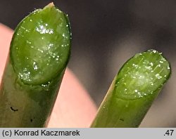 Allium scorodoprasum (czosnek wężowy)