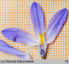 Chionodoxa luciliae (śnieżnik lśniący)