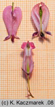 Dicentra formosa (serduszka piękne)