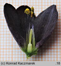 Fritillaria persica (szachownica perska)