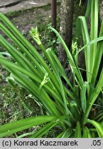 Hemerocallis fulva (liliowiec rdzawy)