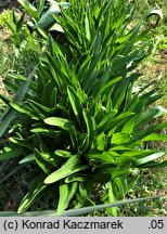 Colchicum ×byzantinum (zimowit bizantyjski)