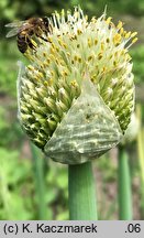 Allium fistulosum (czosnek dęty)