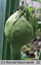 Allium christophii (czosnek białawy)