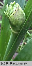 Allium schubertii (czosnek Schuberta)