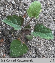 Nepeta cataria (kocimiętka właściwa)