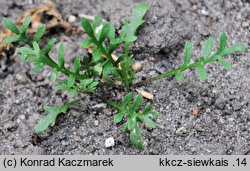 Lepidium ruderale (pieprzyca gruzowa)