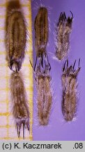 Succisa pratensis (czarcikęs łąkowy)