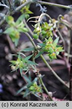 Euphorbia terracina