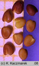 Trifolium thalii