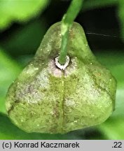 Scilla siberica (cebulica syberyjska)