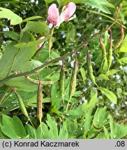 Dicentra spectabilis (serduszka okazałe)