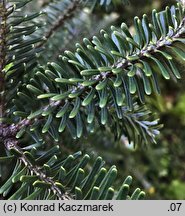 Abies koreana (jodła koreańska)