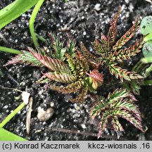 Rubus illecebrosus (jeżyna (malina) ponętna)