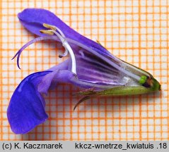 Salvia officinalis (szałwia lekarska)