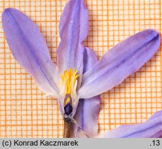 Chionodoxa luciliae (śnieżnik lśniący)