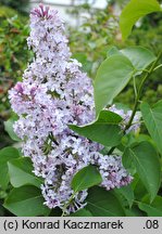 Syringa vulgaris (lilak pospolity)