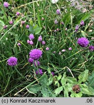 Allium schoenoprasum (czosnek szczypiorek)