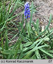 Muscari botryoides (szafirek drobnokwiatowy)