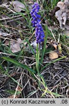 Muscari botryoides (szafirek drobnokwiatowy)