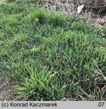 Muscari armeniacum (szafirek armeński)