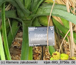 Eryngium pandanifolium