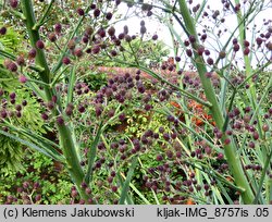 Eryngium pandanifolium