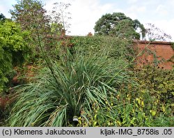 Eryngium pandanifolium