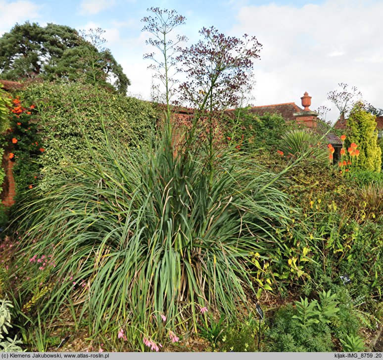 Eryngium pandanifolium