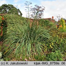 Eryngium pandanifolium