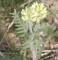 Oxytropis pilosa