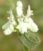 Stachys recta