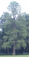 Taxodium distichum