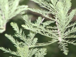 Taxodium distichum